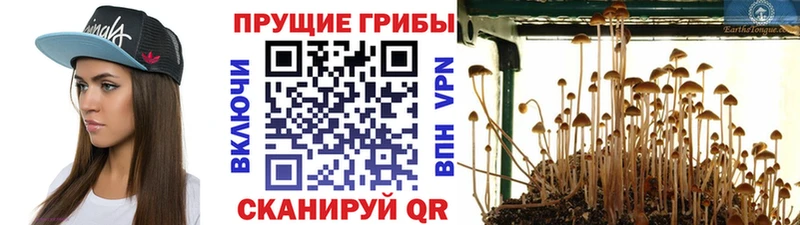 Псилоцибиновые грибы мицелий  Ковдор 